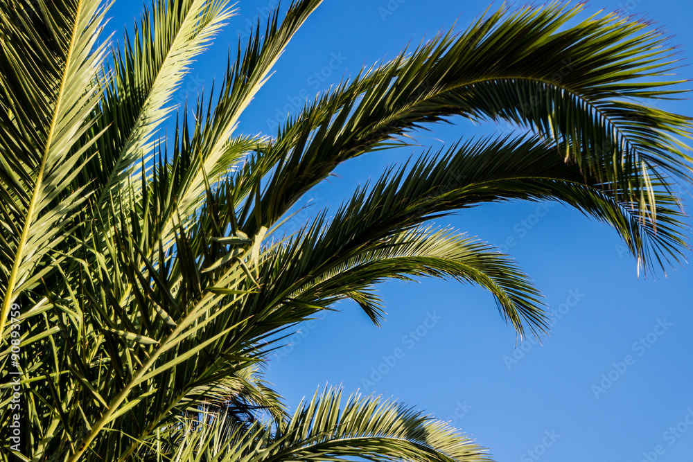 Fototapeta premium Palmenblätter 02