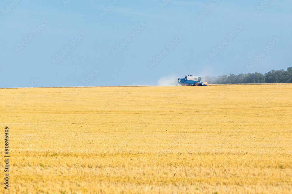 the wheat fields