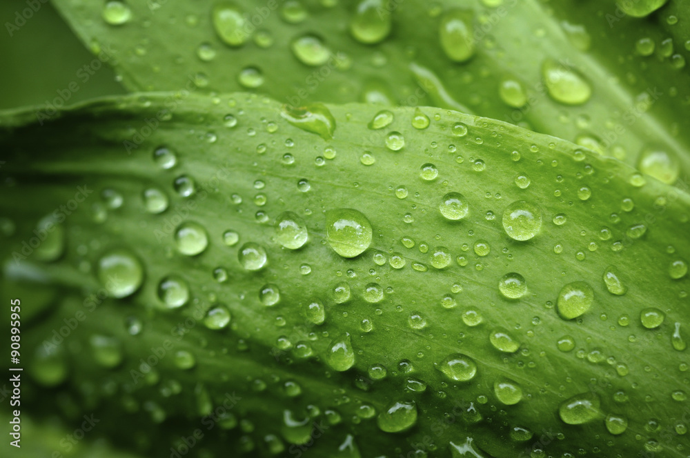 Macro closeup shot of green leafs with real rain drops on. Very useful for nature, healthy food, green design background. Macro closeup shot of green leafs with real rain drops on. Very useful for nature, healthy food, green design background.