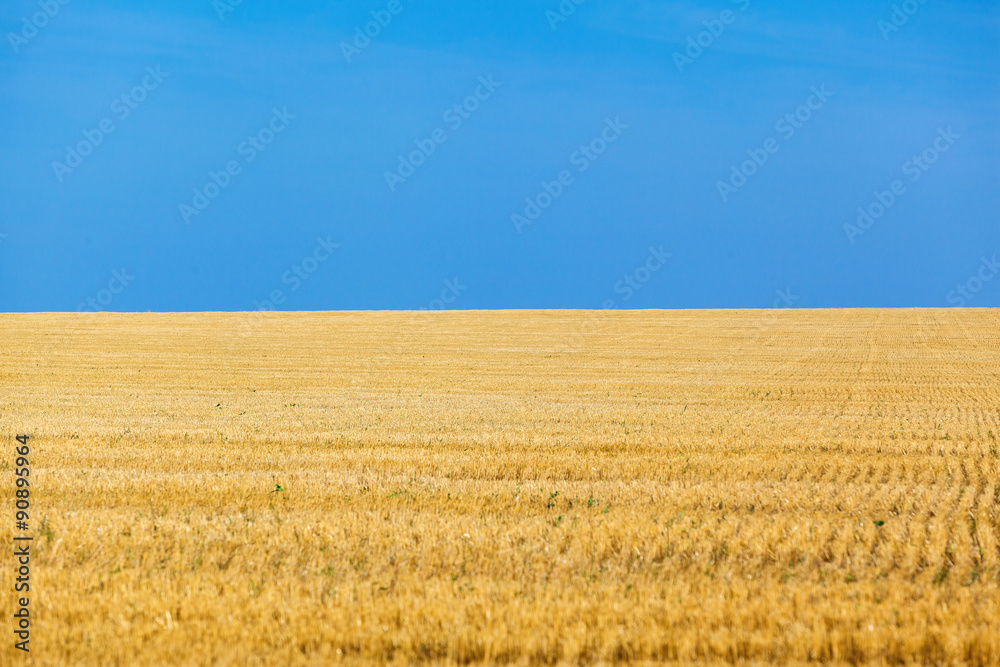 the wheat fields the wheat fields