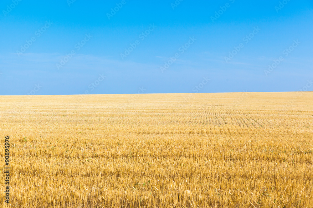 the wheat fields