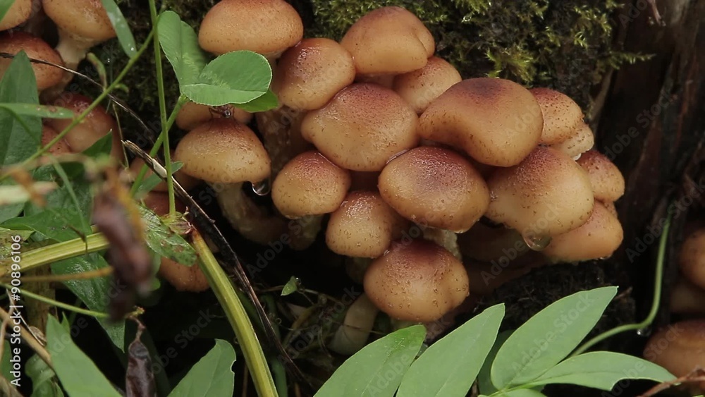 Edible mushrooms growing on a stump of a tree (with the aid of the slider) Edible mushrooms growing on a stump of a tree (with the aid of the slider)