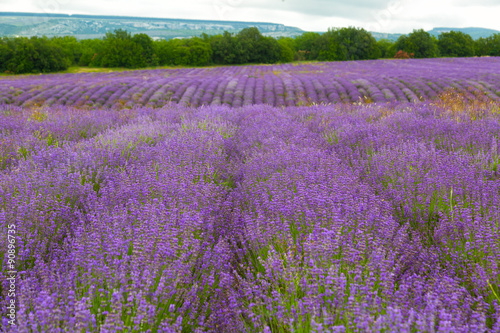 Big field of the blossoming lavender and the mountain on a background