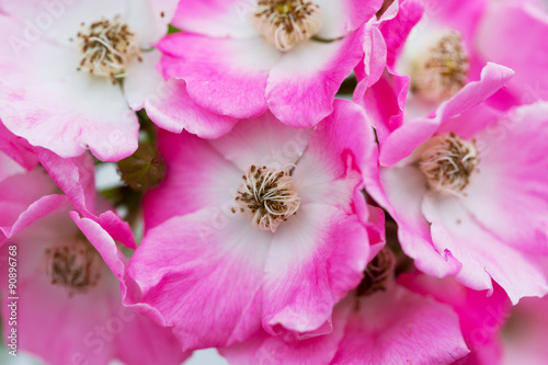 blossoming bush with pink roses close up