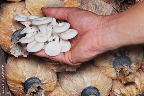 production mushroom in farm . photo