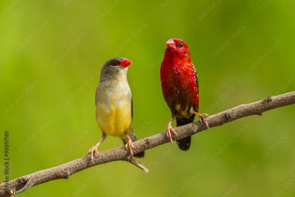   Red avadavat  (Amandava amandava) on the branch 