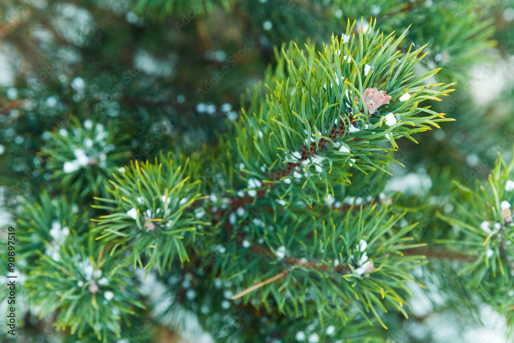 Blue spruce tree branches with snow
