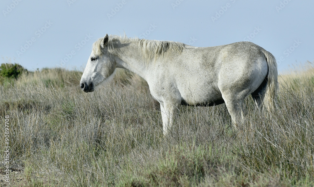 Portrait of the White Camargue Horse Portrait of the White Camargue Horse