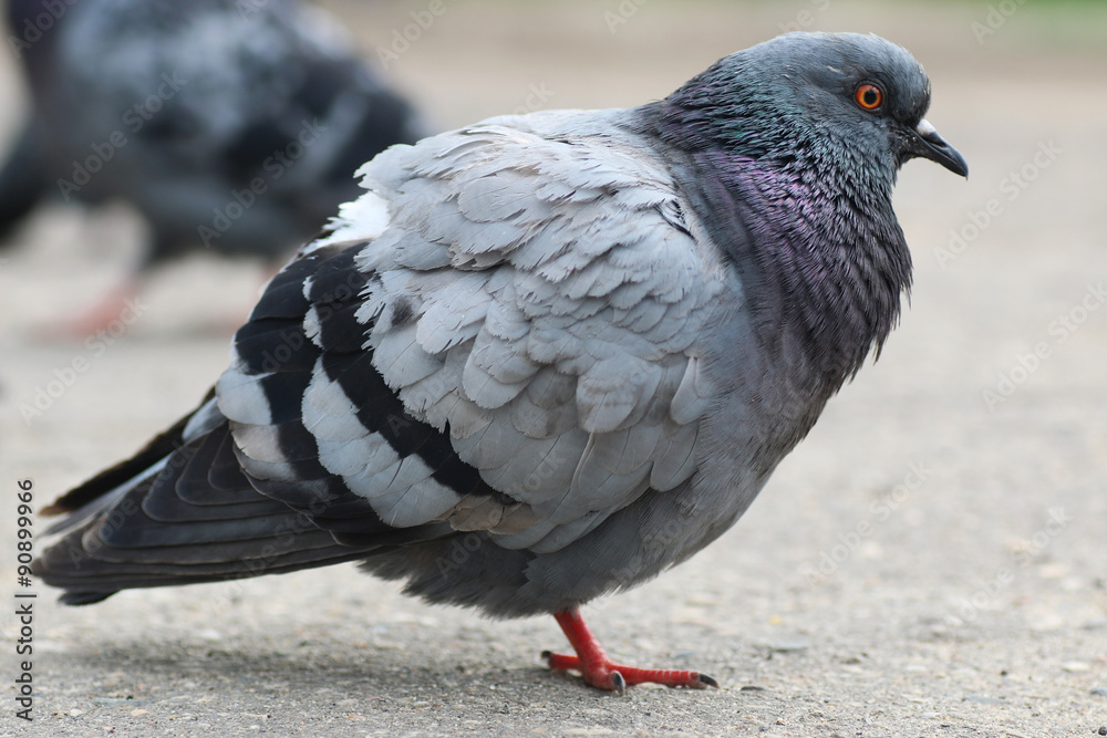 Obraz premium pigeons in the square