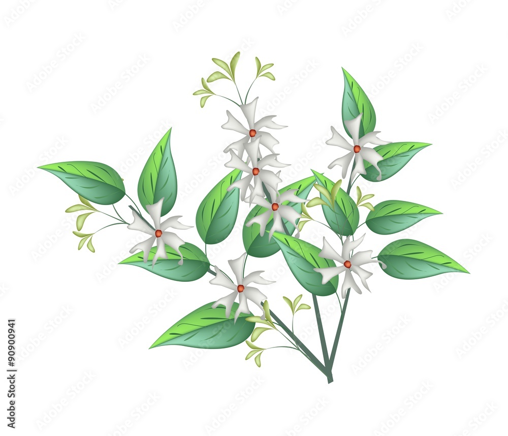 Night Blooming Jasmine on A White Background Night Blooming Jasmine on A White Background