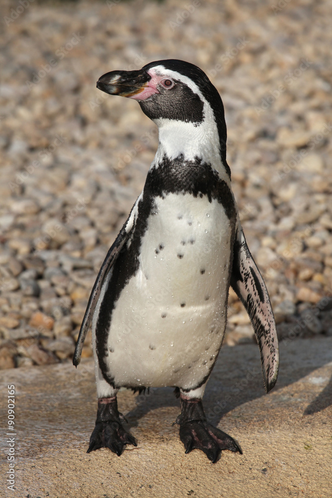 Obraz premium Humboldt penguin (Spheniscus humboldti).