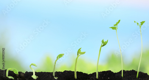 Bean seed germination different stages on nature background