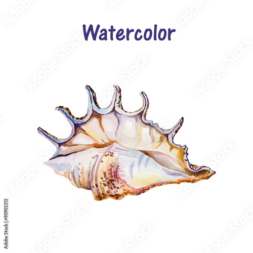 sea shell isolated on white. Vector illustration