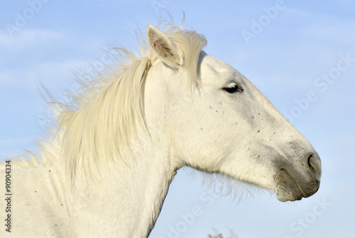 Portrait of the White Camargue Horse © Uryadnikov Sergey
