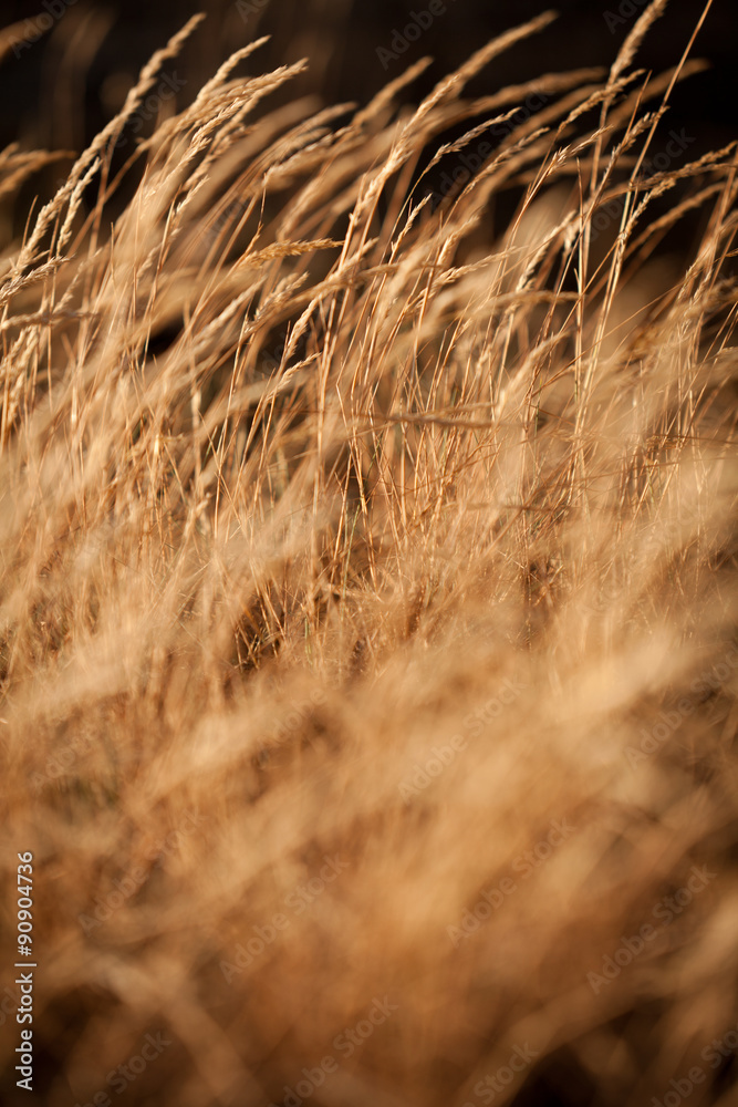 Wind among gold grasses.