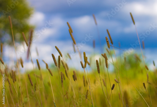 field of grass and blurred background with the forest  © profit_image
