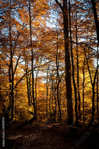 Autumn forest in the Bieszczady Mountains. © zoomzilla