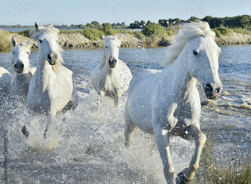 Fototapeta Naklejka Na Ścianę i Meble -  Herd of White Horses Running and splashing through water