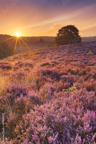 Blooming heather at sunrise at the Posbank, The Netherlands