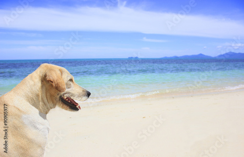 The dog lives on the island of Koh Samui and admire the beautiful views of the Gulf of Thailand