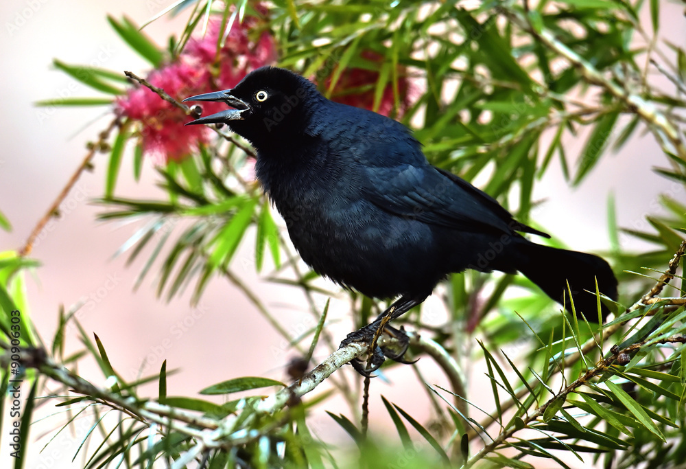 The Greater Antillean grackle (Quiscalus niger)