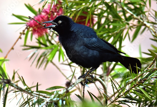 The Greater Antillean grackle (Quiscalus niger) photo