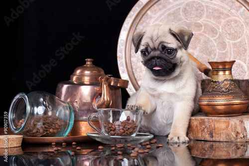 Pug puppy and coffee beans