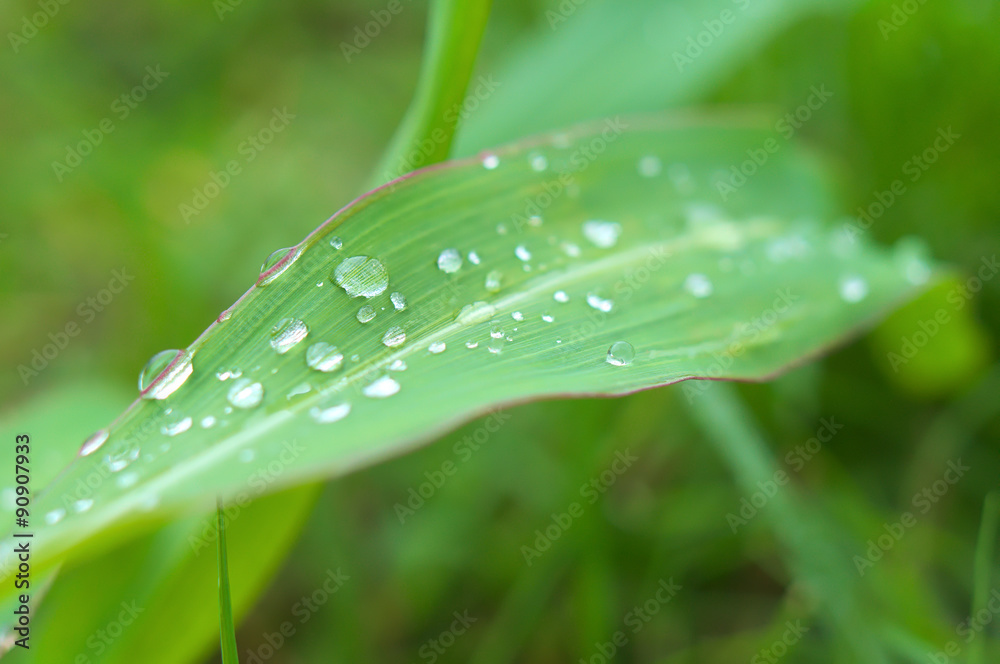 Rain drops. Rain drops.