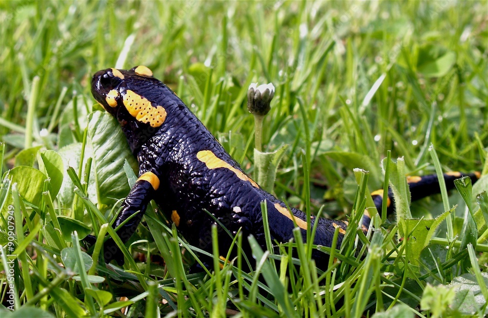 Obraz premium Salamandra in escursione nel prato