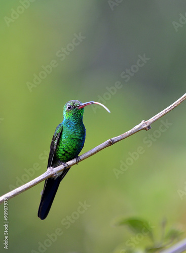  Cuban Emerald Hummingbird (Chlorostilbon ricordii) 