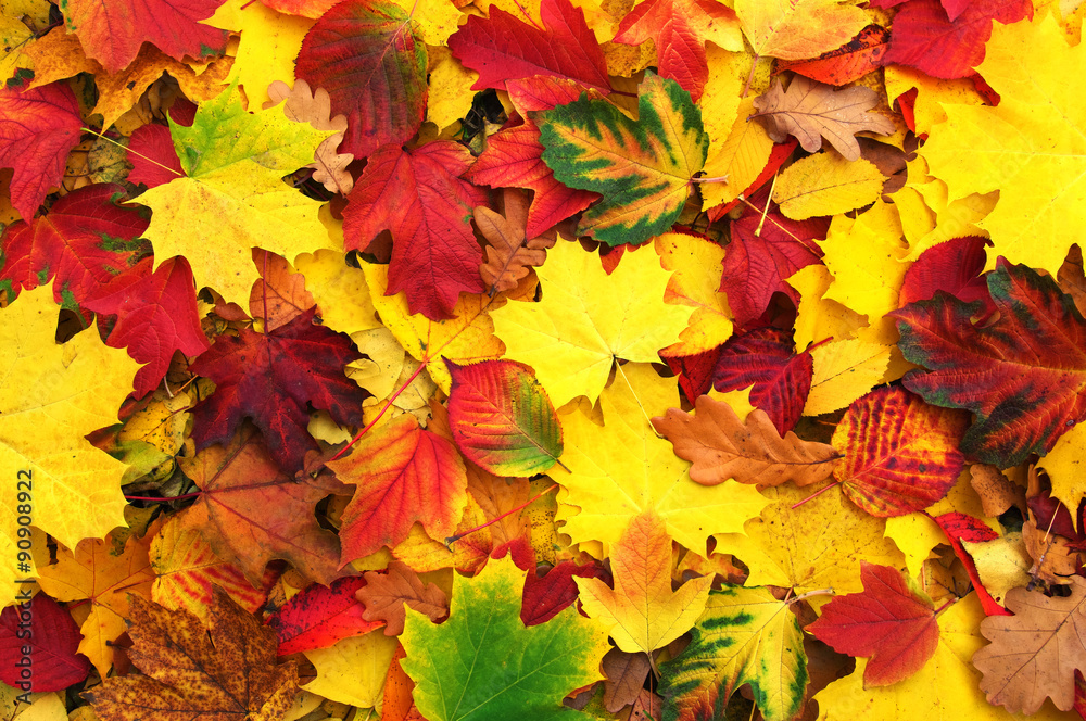 autumn leaves autumn leaves