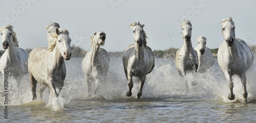 Running White horses through water