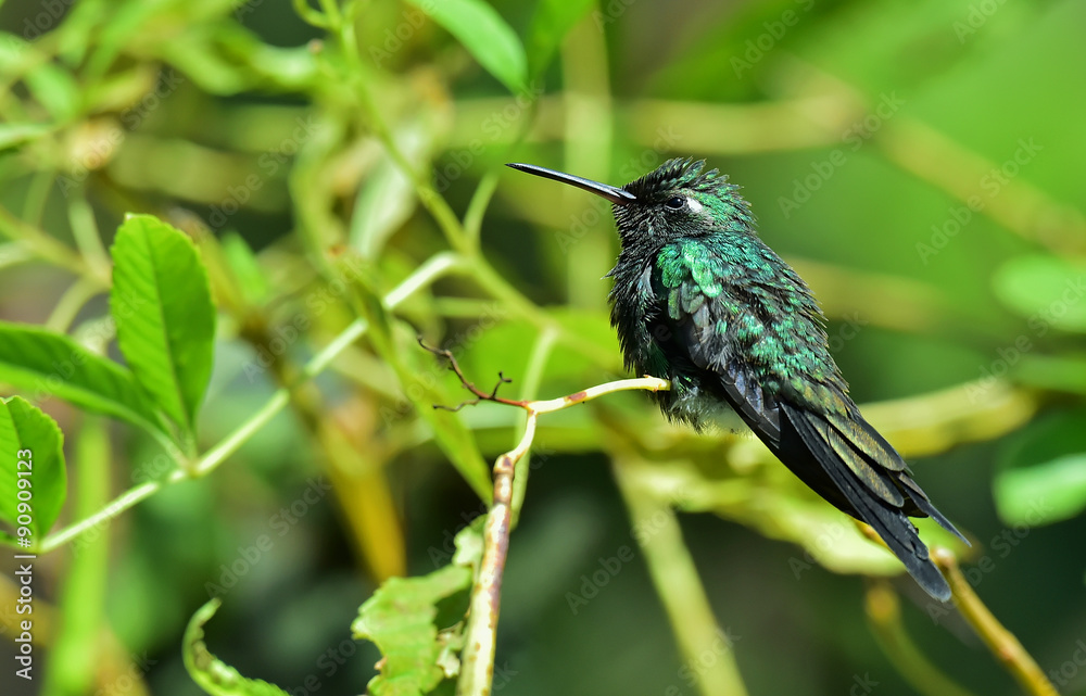 Cuban Emerald Hummingbird (Chlorostilbon ricordii) Cuban Emerald Hummingbird (Chlorostilbon ricordii)