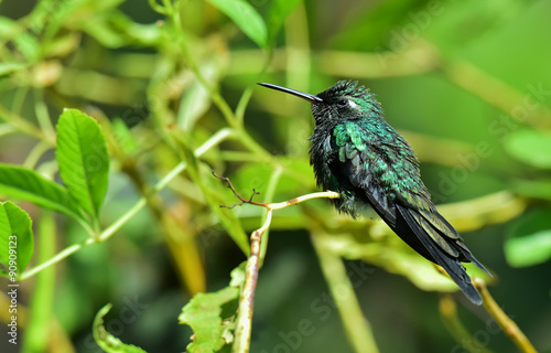  Cuban Emerald Hummingbird (Chlorostilbon ricordii) #90909123