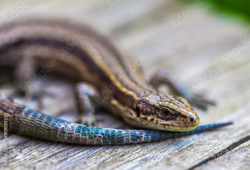 Photo small lizard