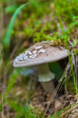 poisonous mushroom closeup