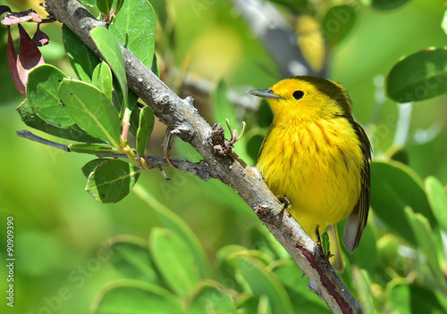 Yellow Warbler (Dendroica petechia gundlachi) sits on a branch the covered green foliage. Dendroica petechia gundlachi subspecies of Yellow Warbler (petechia group). 