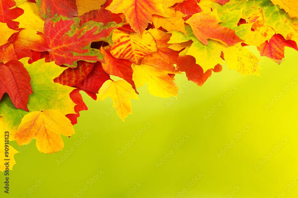 Fototapeta premium autumn leaves background