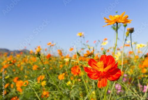 Fototapeta Naklejka Na Ścianę i Meble -  Closeup Orange cosmos flowers or Sulfur cosmos