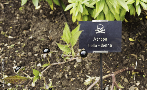 Deadly Nightshade photo