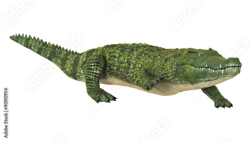 Crocodile