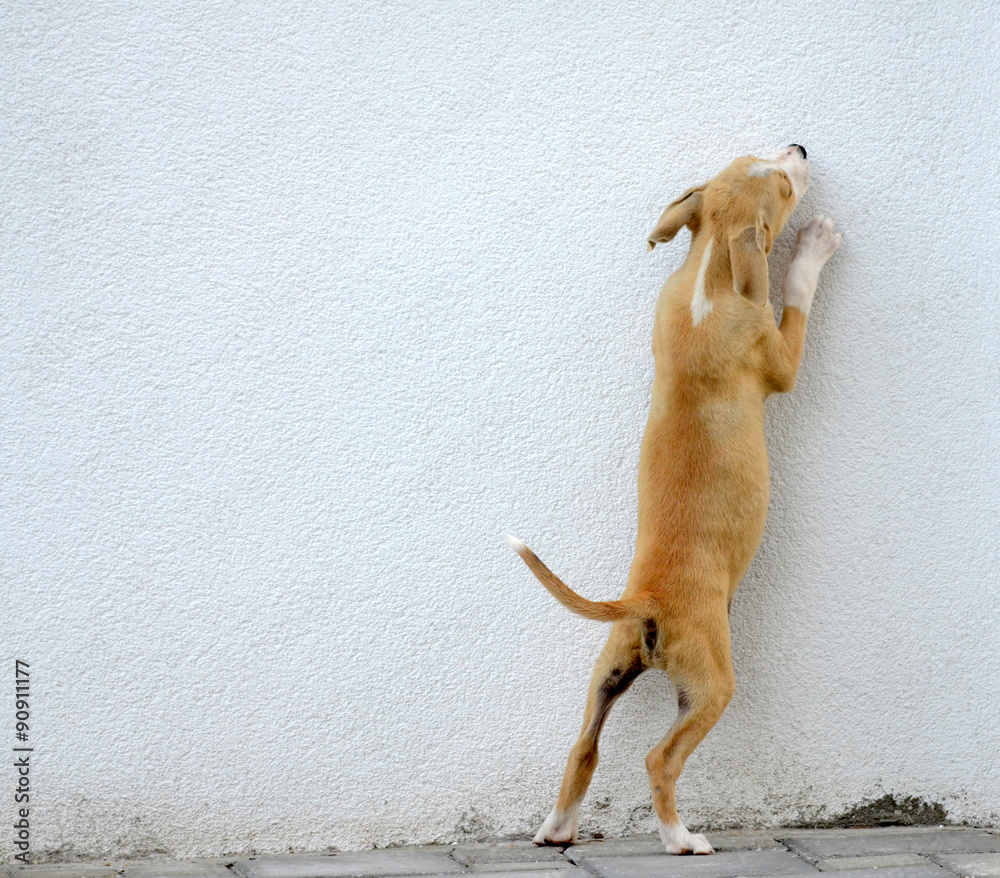 Dog jumping over hot sale wall