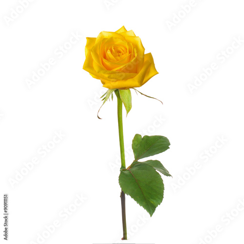 single beautiful  yellow rose