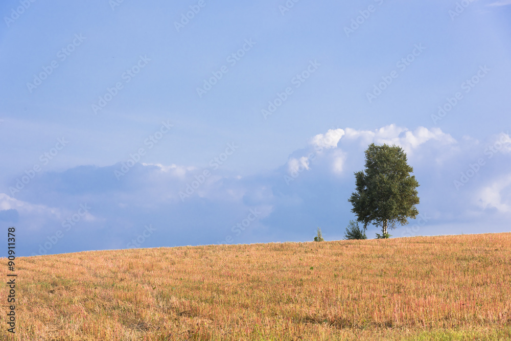 Fototapeta premium 秋色の美瑛の田園風景