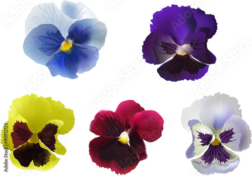 five garden violet blooms isolated on white