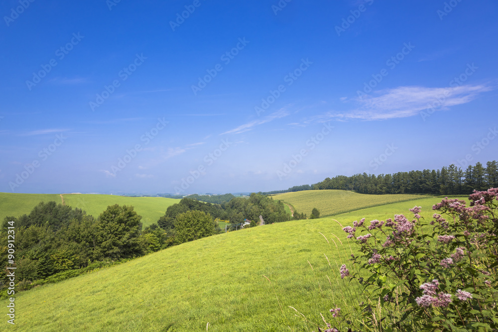 パノラマロードの田園風景