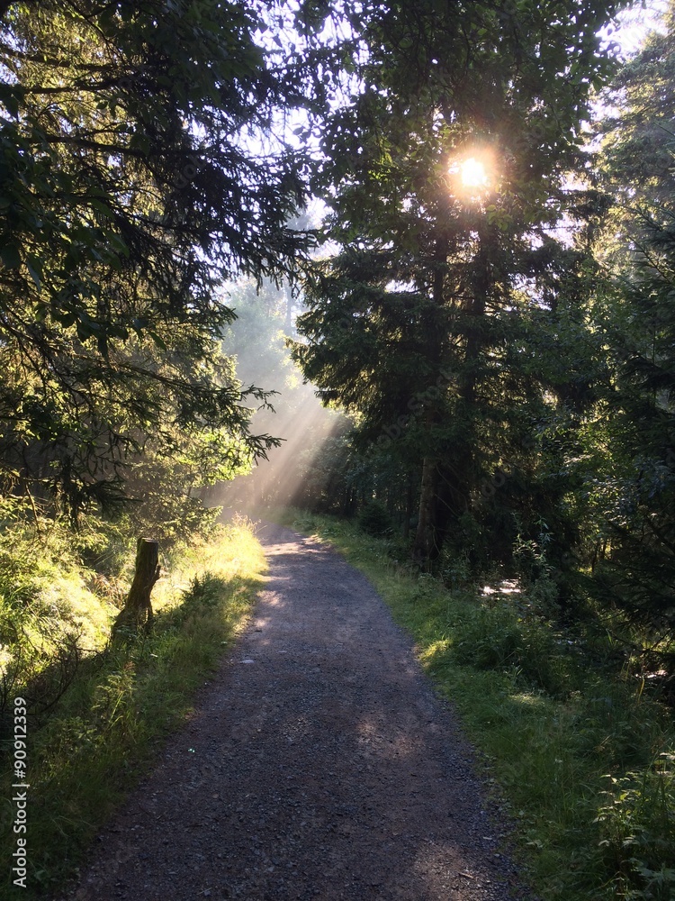 Obraz premium sunlight thru trees