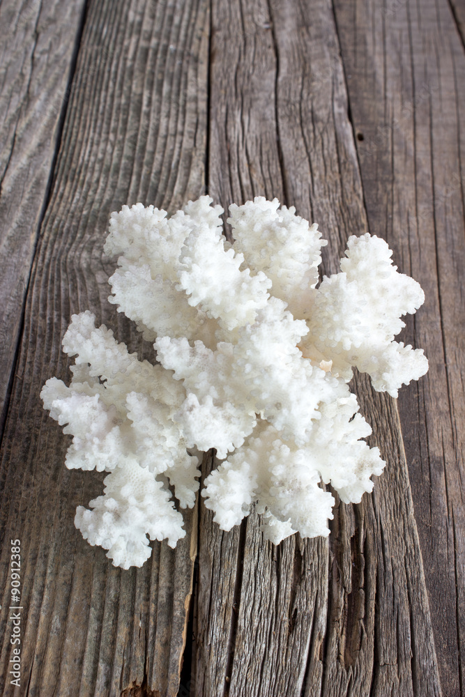 White coral on wooden background