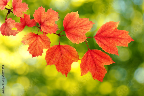 autumn leaves background