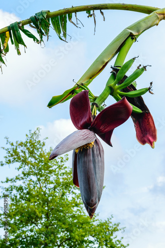 Banana flower with fruits on the branch